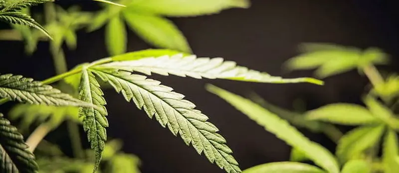 Découvrez comment les fleurs de CBD sont désormais légales en France !